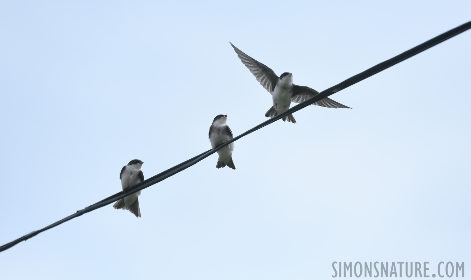 Tachycineta bicolor [400 mm, 1/8000 Sek. bei f / 7.1, ISO 2000]